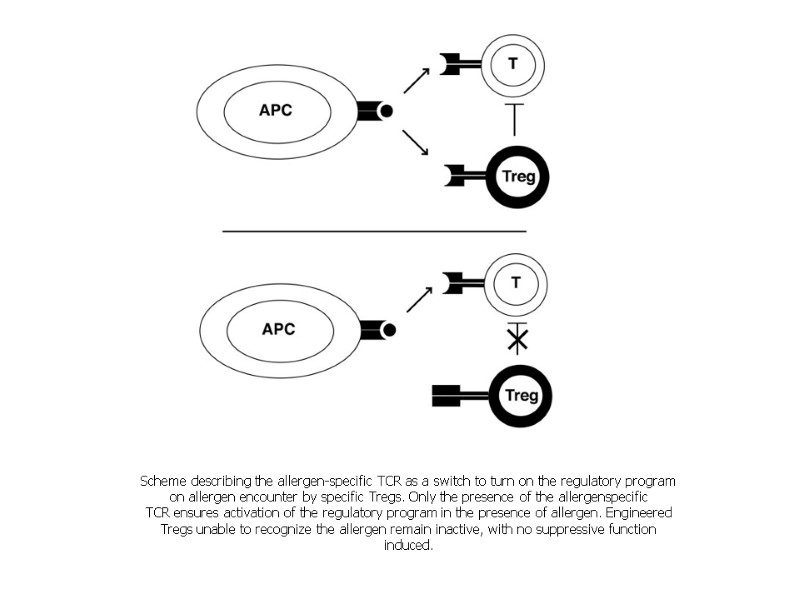 Scheme describing the allergen-specific TCR as a switch to turn on the regulatory program